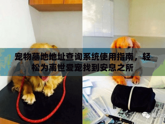 宠物墓地地址查询系统使用指南，轻松为离世爱宠找到安息之所