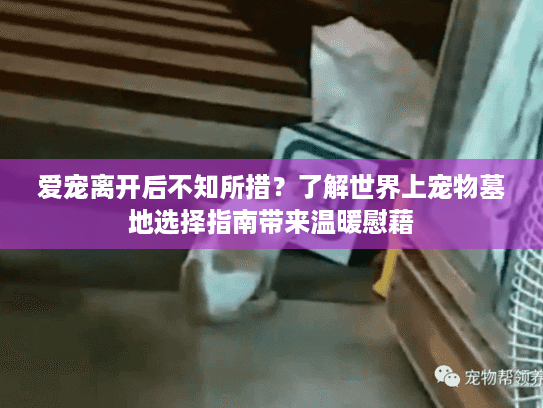 爱宠离开后不知所措？了解世界上宠物墓地选择指南带来温暖慰藉