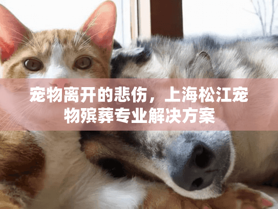 宠物离开的悲伤，上海松江宠物殡葬专业解决方案