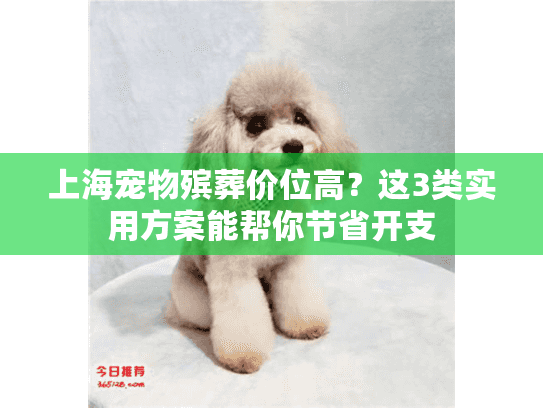 上海宠物殡葬价位高？这3类实用方案能帮你节省开支