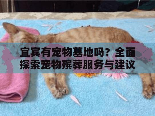 宜宾有宠物墓地吗？全面探索宠物殡葬服务与建议