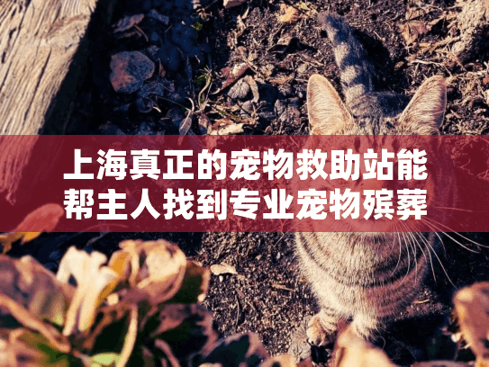 上海真正的宠物救助站能帮主人找到专业宠物殡葬服务吗？
