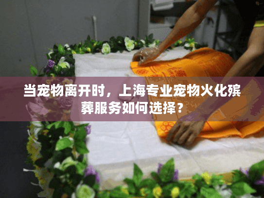 当宠物离开时，上海专业宠物火化殡葬服务如何选择？