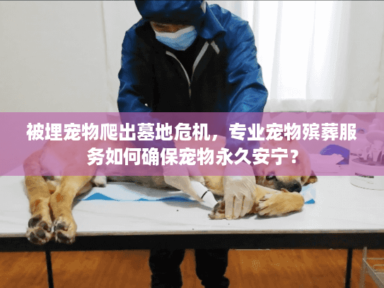 被埋宠物爬出墓地危机，专业宠物殡葬服务如何确保宠物永久安宁？