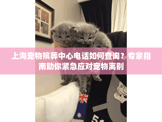 上海宠物殡葬中心电话如何查询？专家指南助你紧急应对宠物离别