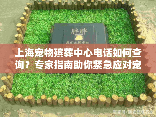 上海宠物殡葬中心电话如何查询？专家指南助你紧急应对宠物离别