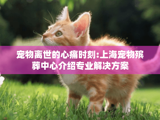 宠物离世的心痛时刻:上海宠物殡葬中心介绍专业解决方案