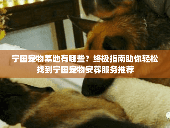 宁国宠物墓地有哪些？终极指南助你轻松找到宁国宠物安葬服务推荐