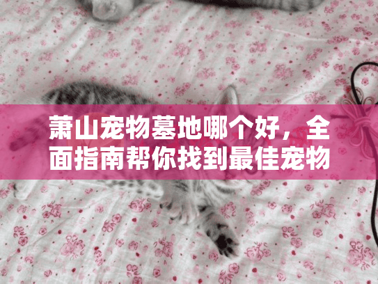 萧山宠物墓地哪个好，全面指南帮你找到最佳宠物殡葬服务