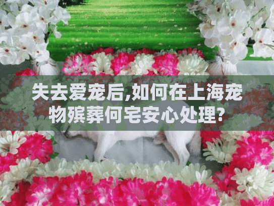 失去爱宠后,如何在上海宠物殡葬何宅安心处理?
