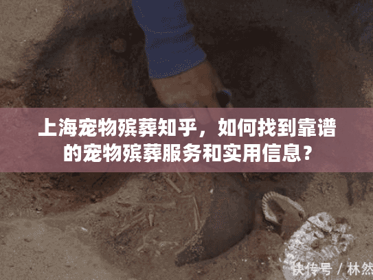上海宠物殡葬知乎，如何找到靠谱的宠物殡葬服务和实用信息？