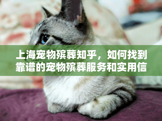 上海宠物殡葬知乎，如何找到靠谱的宠物殡葬服务和实用信息？