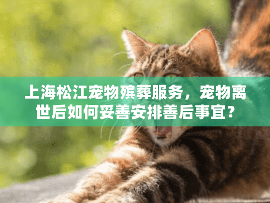 上海松江宠物殡葬服务，宠物离世后如何妥善安排善后事宜？