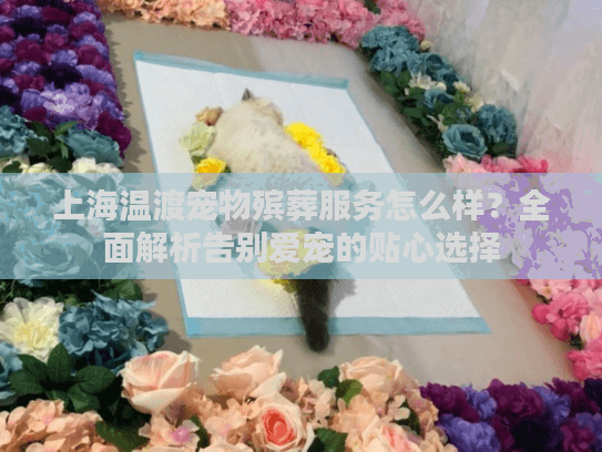 上海温渡宠物殡葬服务怎么样？全面解析告别爱宠的贴心选择