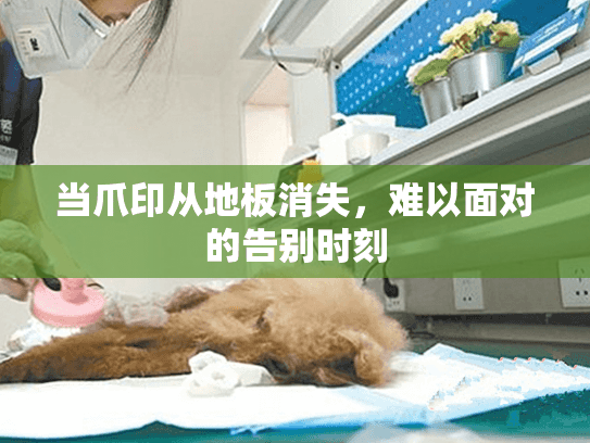 当爪印从地板消失，难以面对的告别时刻