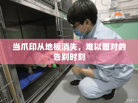 当爪印从地板消失，难以面对的告别时刻