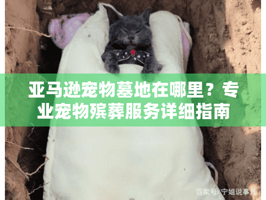 亚马逊宠物墓地在哪里？专业宠物殡葬服务详细指南