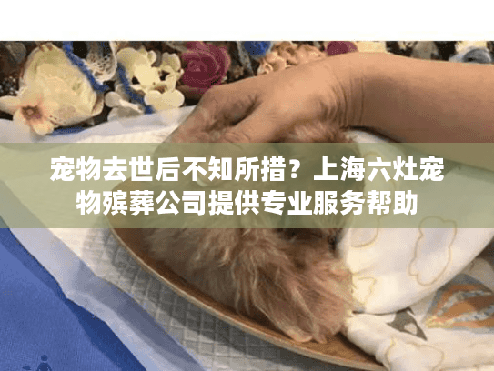 宠物去世后不知所措？上海六灶宠物殡葬公司提供专业服务帮助
