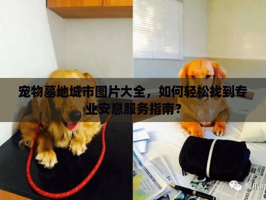 宠物墓地城市图片大全，如何轻松找到专业安息服务指南？