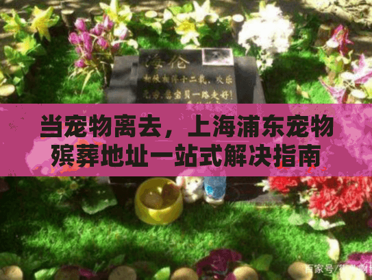 当宠物离去，上海浦东宠物殡葬地址一站式解决指南