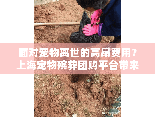 面对宠物离世的高昂费用？上海宠物殡葬团购平台带来贴心实惠方案