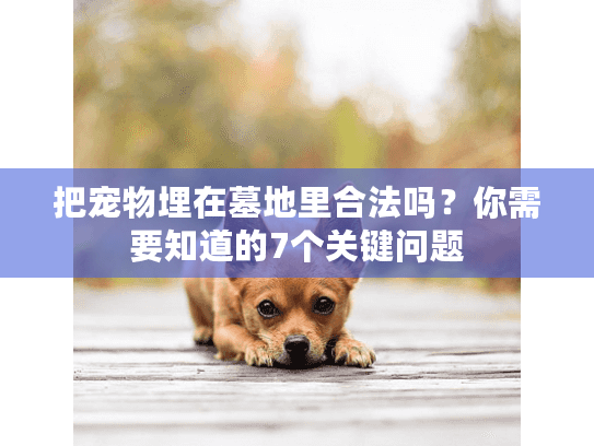 把宠物埋在墓地里合法吗？你需要知道的7个关键问题
