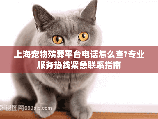 上海宠物殡葬平台电话怎么查?专业服务热线紧急联系指南