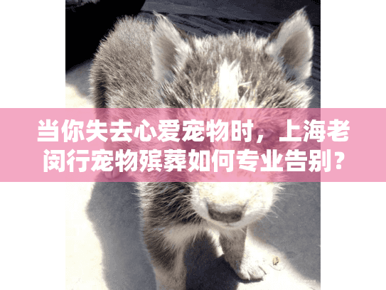 当你失去心爱宠物时，上海老闵行宠物殡葬如何专业告别？