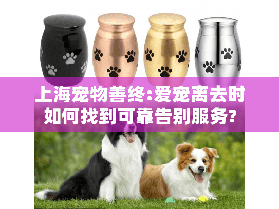 上海宠物善终:爱宠离去时如何找到可靠告别服务?