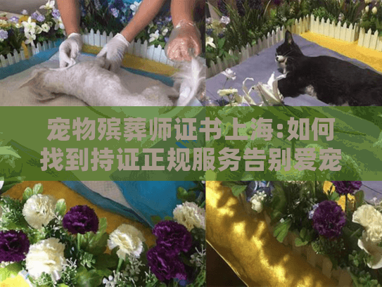 宠物殡葬师证书上海:如何找到持证正规服务告别爱宠