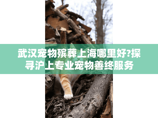 武汉宠物殡葬上海哪里好?探寻沪上专业宠物善终服务