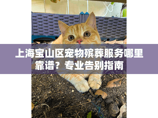 上海宝山区宠物殡葬服务哪里靠谱？专业告别指南