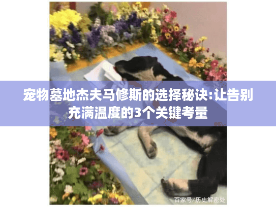 宠物墓地杰夫马修斯的选择秘诀:让告别充满温度的3个关键考量