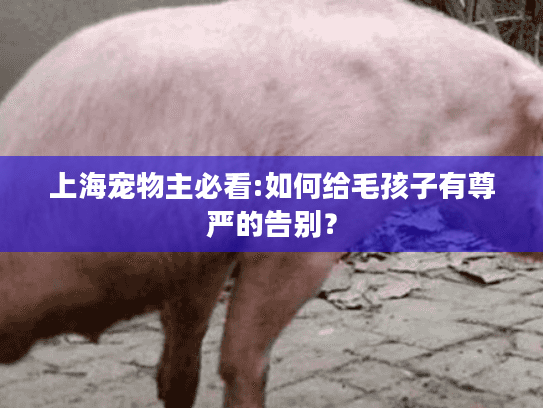上海宠物主必看:如何给毛孩子有尊严的告别？