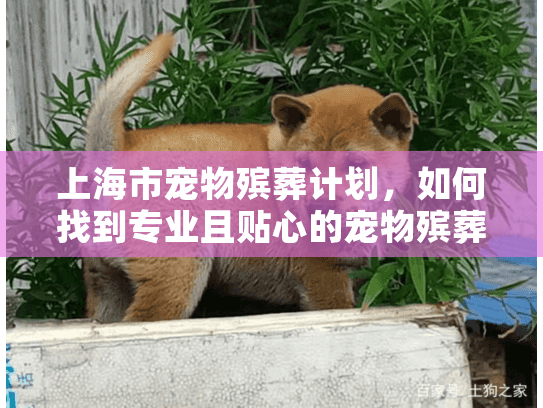 上海市宠物殡葬计划，如何找到专业且贴心的宠物殡葬服务？