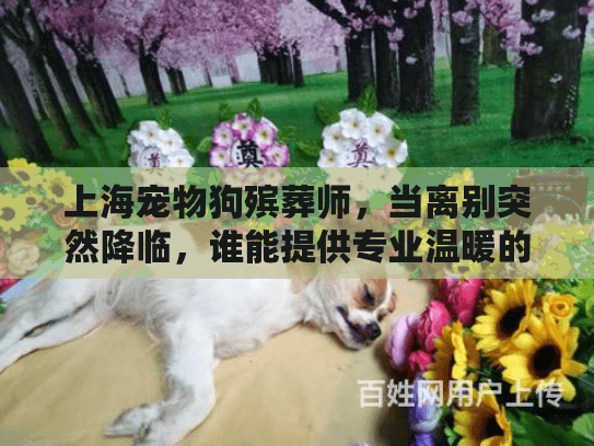 上海宠物狗殡葬师，当离别突然降临，谁能提供专业温暖的善终服务？