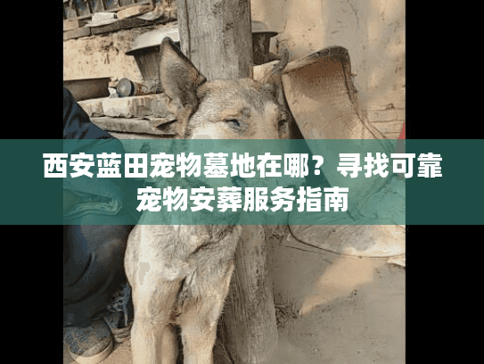 西安蓝田宠物墓地在哪？寻找可靠宠物安葬服务指南