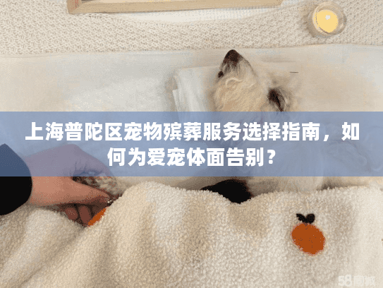 上海普陀区宠物殡葬服务选择指南，如何为爱宠体面告别？