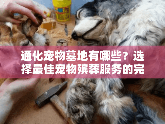 通化宠物墓地有哪些？选择最佳宠物殡葬服务的完整答案