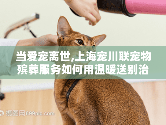 当爱宠离世,上海宠川联宠物殡葬服务如何用温暖送别治愈悲伤?