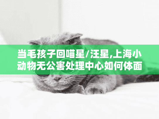 当毛孩子回喵星/汪星,上海小动物无公害处理中心如何体面送别?