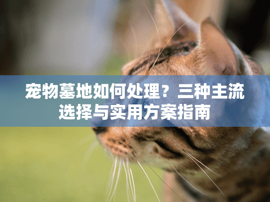 宠物墓地如何处理？三种主流选择与实用方案指南