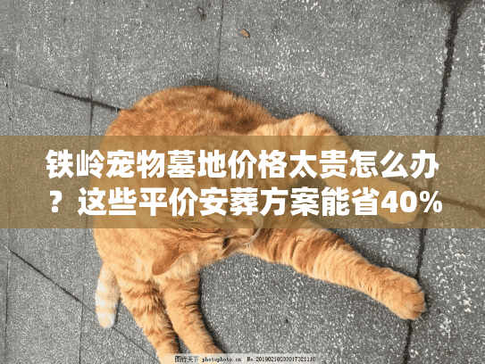 铁岭宠物墓地价格太贵怎么办？这些平价安葬方案能省40%费用