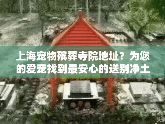 上海宠物殡葬寺院地址？为您的爱宠找到最安心的送别净土