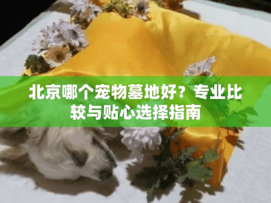 北京哪个宠物墓地好？专业比较与贴心选择指南