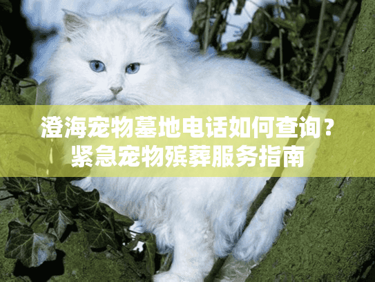 澄海宠物墓地电话如何查询？紧急宠物殡葬服务指南