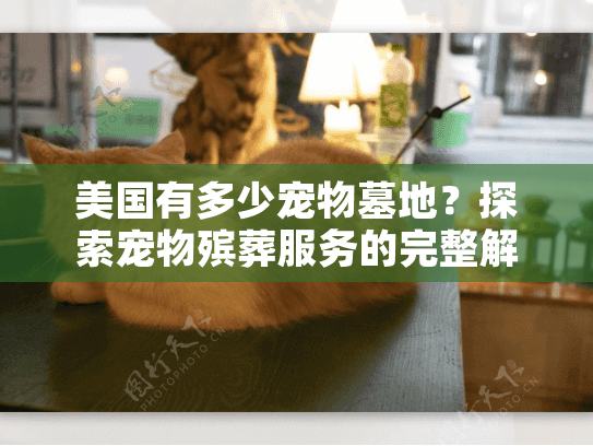 美国有多少宠物墓地？探索宠物殡葬服务的完整解决方案