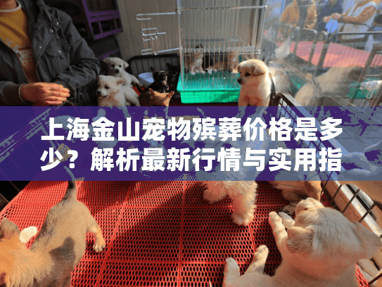 上海金山宠物殡葬价格是多少？解析最新行情与实用指南
