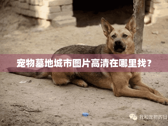 宠物墓地城市图片高清在哪里找？