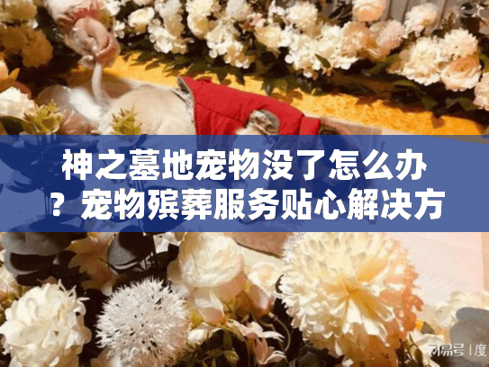 神之墓地宠物没了怎么办？宠物殡葬服务贴心解决方案
